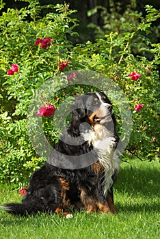 Posing Bernese Mountain Dog