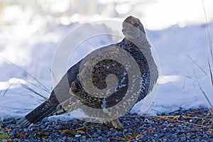 Posing Blue Grouse, Dendragapus obscurus