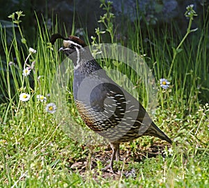 Posing California Quail