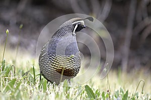 Posing California Quail