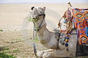 Posing camel 1