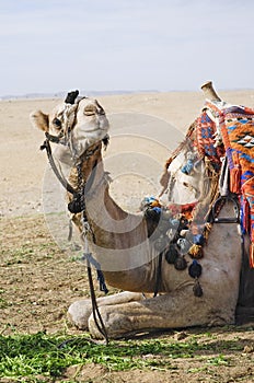 Posing camel 3