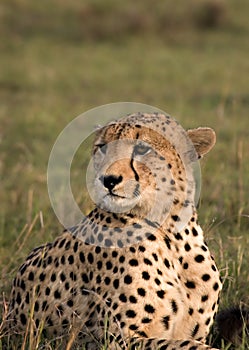 Posing cheetah
