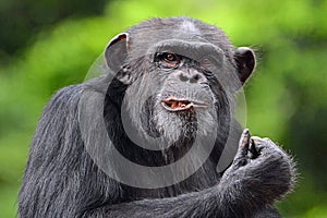 Posing Chimpanzee