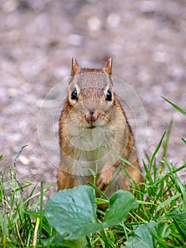 Posing chipmunk in the grass