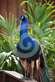 Posing Cobalt Blue Peacock Looking Poised and In Control