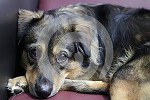 Posing dog in photoshoots session