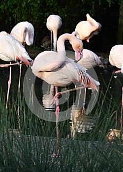 Posing flamingo at the water`s edge