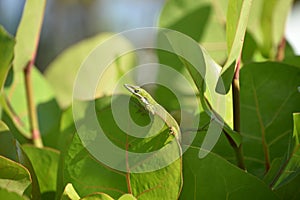 Posing Green Gecko Lizard on a Green Leaf