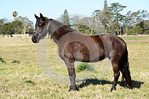 Posing horse