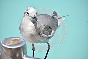 Posing Laughing Gull by the Ocean Waters