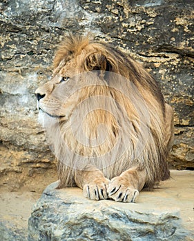 Posing lion