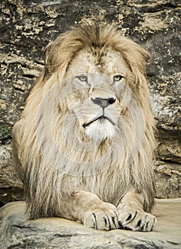 Posing lion