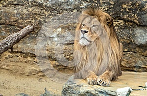 Posing lion