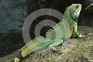 Posing Lizard