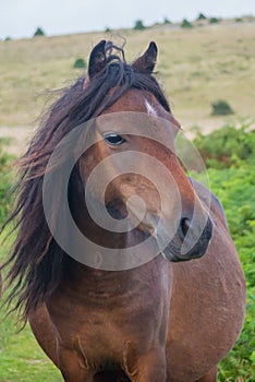Posing mare