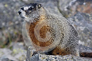 Posing Marmot