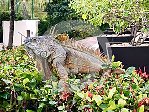 Posing Mexican Iguana
