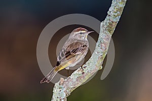 Posing Palm Warbler - cute little bird