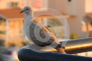 Pigeon