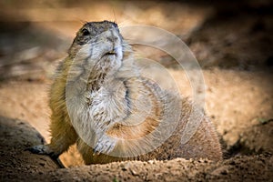 Posing Prairie Dog