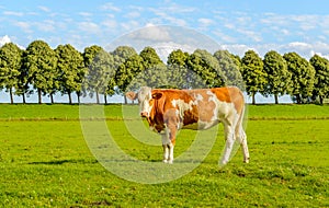 Posing red spotted young cow