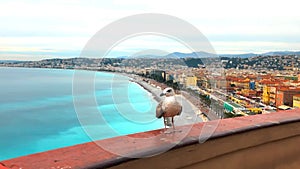 Posing seagull bird watching scenery view on Nice, France. tourist taking photos on camera. cityscape top view of French riviera.