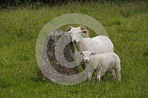 Posing Sheep