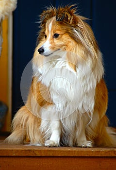 Posing sheltie