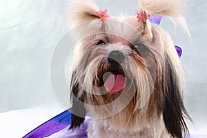 Posing shih-tzu