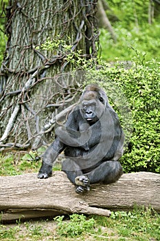Posing silverback