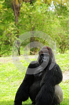 Posing Silverback Gorilla