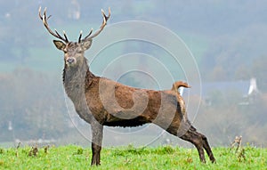 Posing Stag