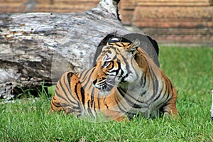 Posing tiger