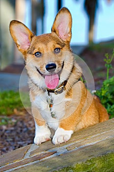 Posing Welsh Corgi