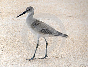 A posing Willet showing his best side