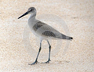 A posing Willet showing his best side photo