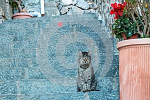Positano - Fluffy gray cat sitting on outdoor staircase in the coastal town Nocelle, Amalfi Coast, Italy