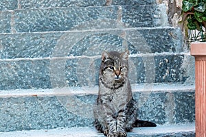 Positano - Fluffy gray cat sitting on outdoor staircase in the coastal town Nocelle, Amalfi Coast, Italy