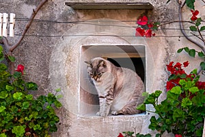 Positano - Fluffy gray cat sitting in a small window of a house in the coastal town Positano, Amalfi Coast, Italy