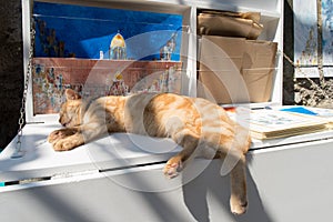 Positano, Italy. A cat sleeping on art paintings