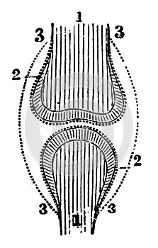 Position of the Bone Cartilage and Synovial Membranes, vintage illustration