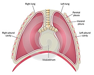 Position of the mediastinum