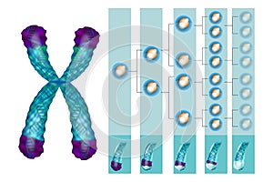 Position of telomeres at the end of our chromosomes.