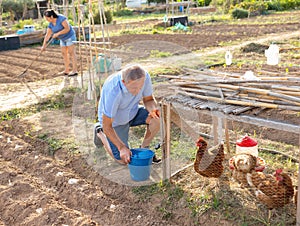 Positive aged man collecting chicken eggs in poultry house at smallholding