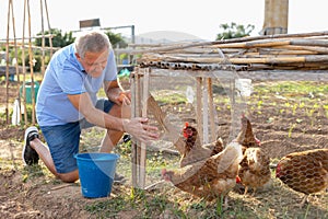 Positive aged man collecting chicken eggs in poultry house at smallholding