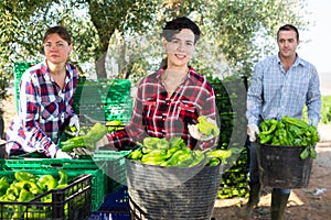 Positive agriculturists sorting harvested green pepper