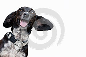 Positive black dog isolated on white background looking at the camera. Funny mongrel dog