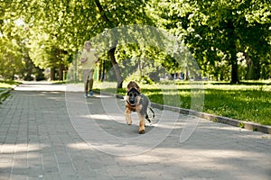 Positive boy and german shepherd puppy running in park