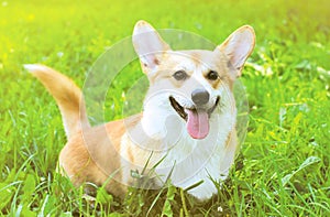 Positive dog Welsh Corgi Pembroke on the grass